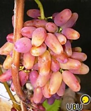 Аксайский маникюр