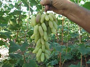 Хусейне бегизи