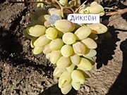 Диксон